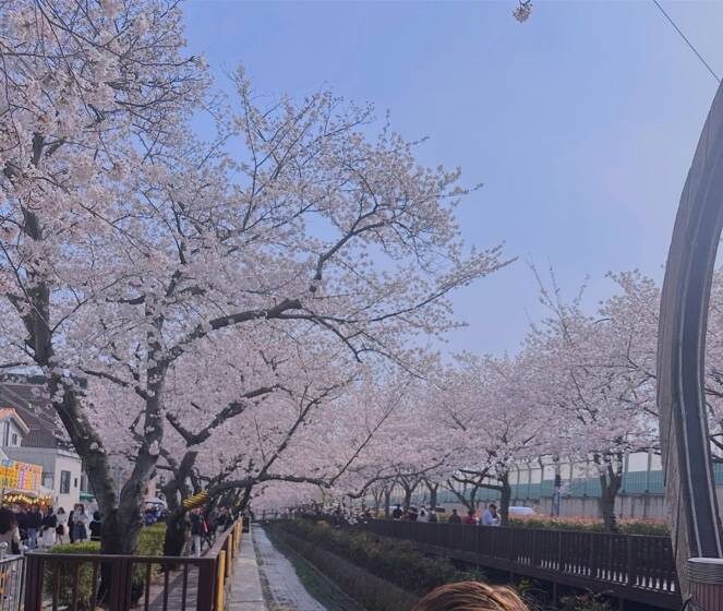 진해벚꽃