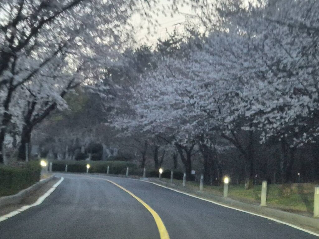 진해벚꽃